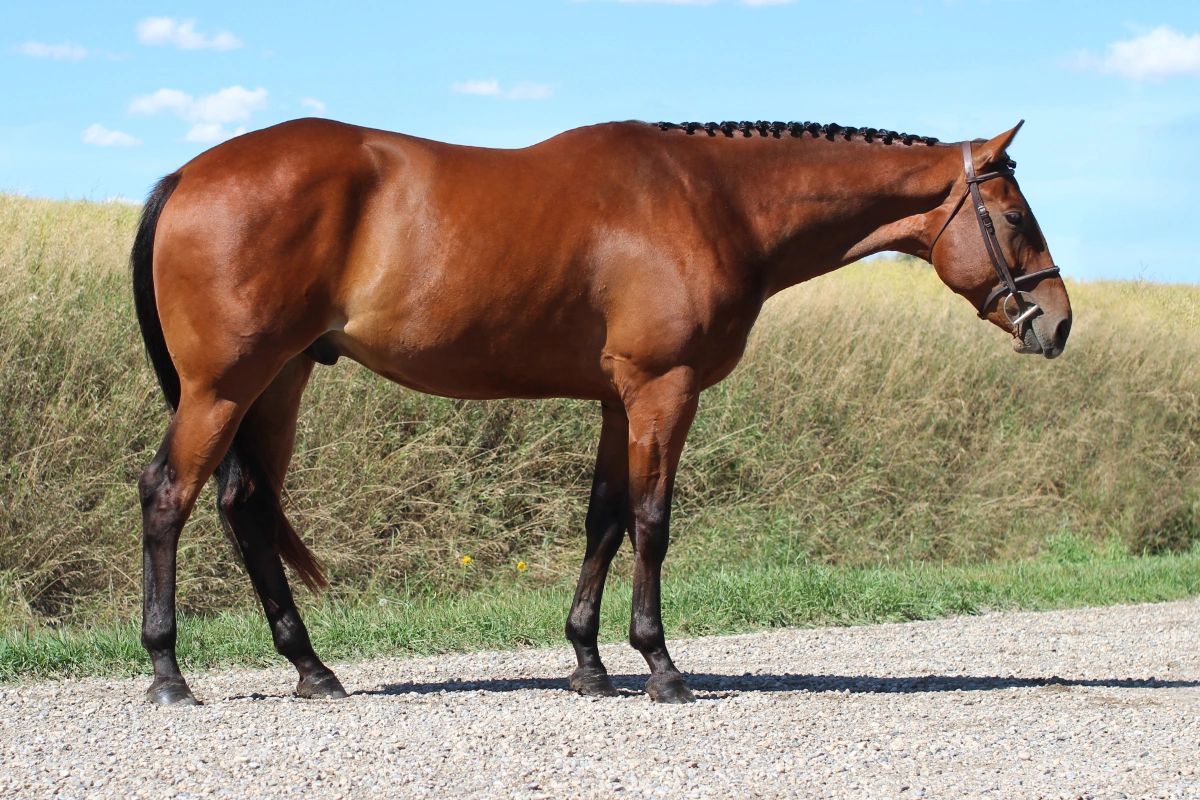 Brown horse standing on gravel.