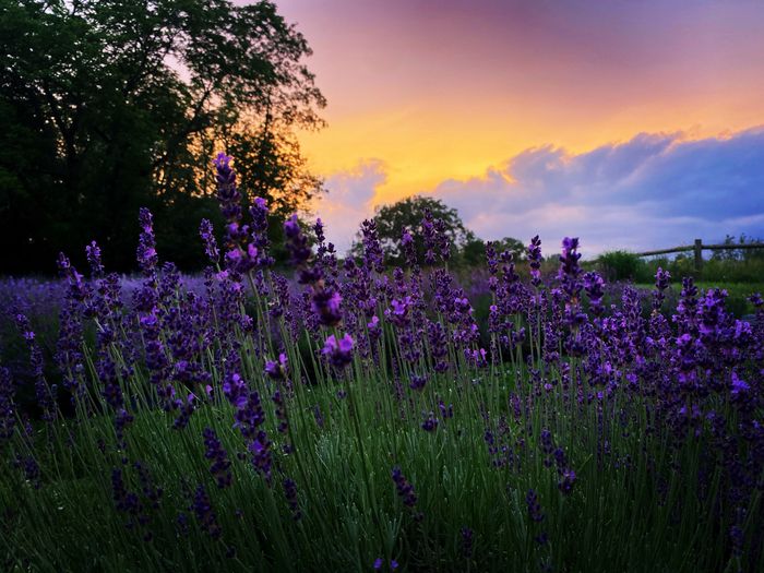 A beautiful sunset in our lavender fields