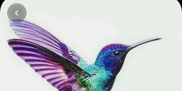 Sinek kuşu kadar narin ve görsel güller