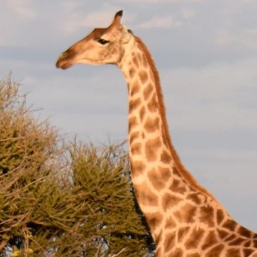 africa giraffe katrina trinka roeckelein conservation environment artist art clay ceramics
