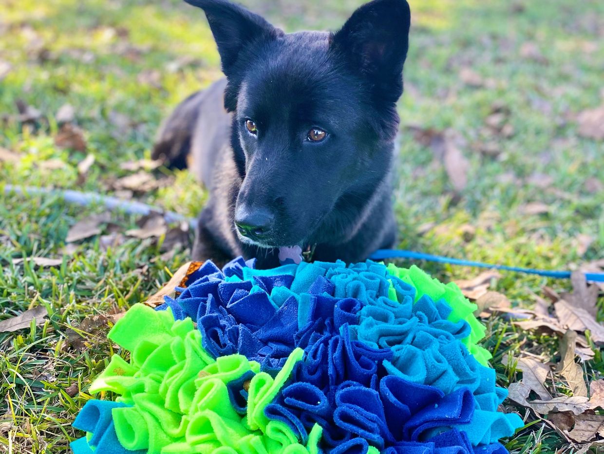 A black shepherd collie mix lying down next to a bright blue and neon green snufflemat 