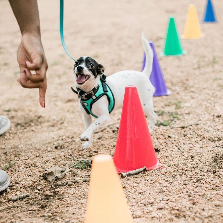 A small white and black terrier mix follows a pointed hand through agility cones.