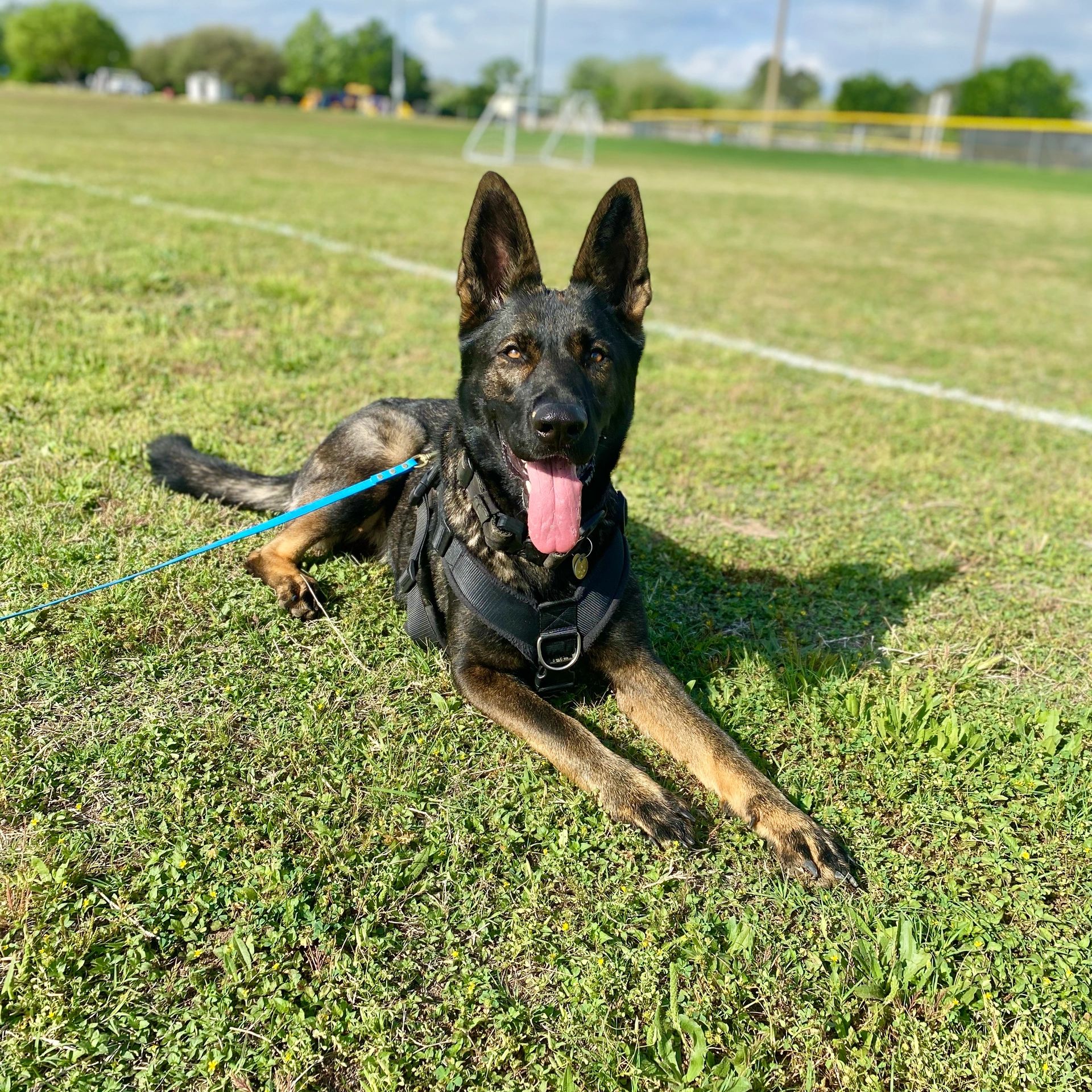 A sable german shepherd lays in the middle of a bright green soccer field.