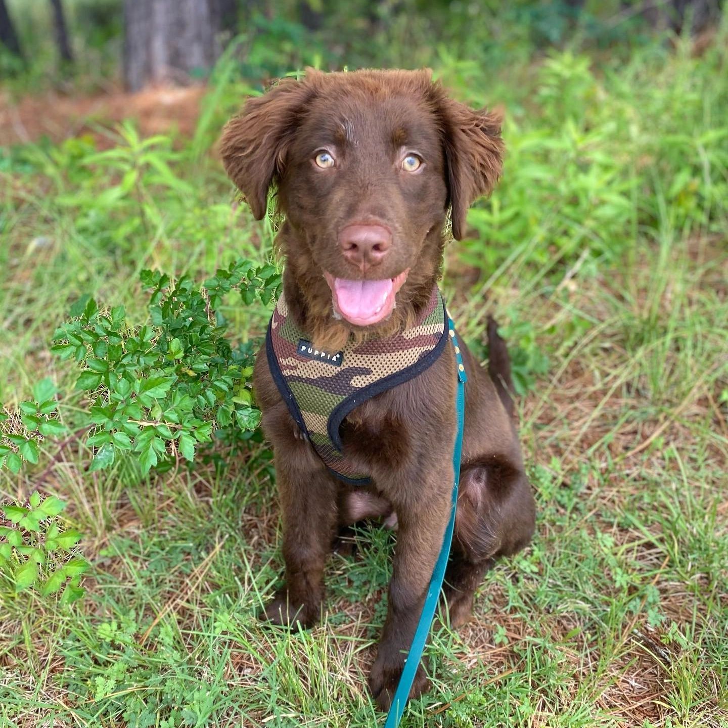 A chocolate colored retriever mix with a camo harness sitting in the grass.