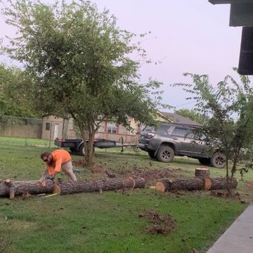 tree work, tree removal, tree removal services, tree removal service, arborist