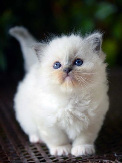 Fluffy white kitten with striking blue eyes standing on a textured surface.