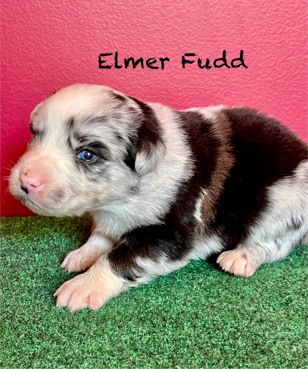 Elmer Fudd Blue Merle Bi Male. 2 blue eyes, available for a new family at 8 weeks old.