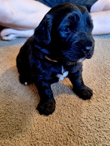 Available for Adoption- Currently 3 weeks old 9/23/25