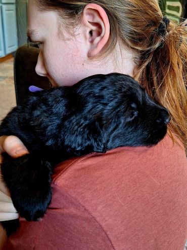 Available for Adoption - currently 3 weeks old 9/23/25