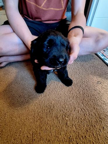 Available for Adoption- Currently 3 weeks old 9/23/25