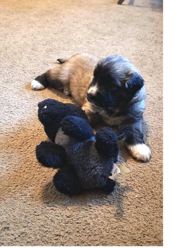 Reserved - Going home to her forever family on November 13, 2025