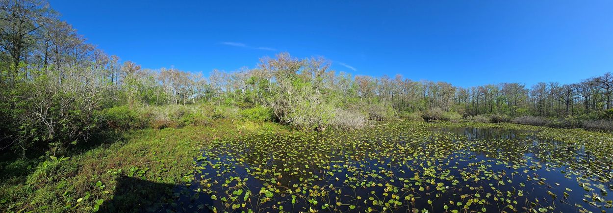 Panorama Photo - Six-mile Cypress Slough Preserve, Pop Ash Pond