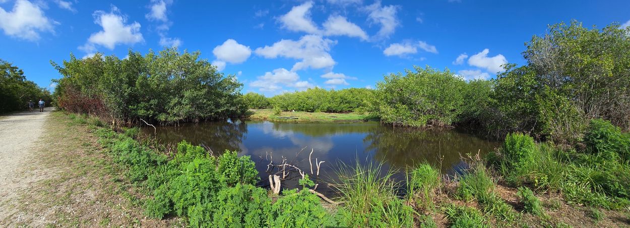 SW Florida Photo Panoramas -Ten Thousand Islands National Wildlife Refuge - Pond with Alligators