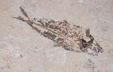 Fossil Fish Specimen - Green River, WY


