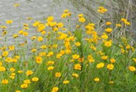 Wildflowers by catch and release pond