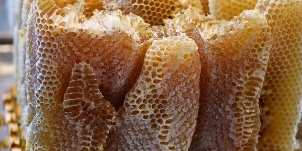 Natural Honey Comb  Paul Farms honey