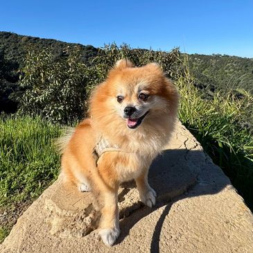 Fluffy Pomeranian dog enjoying a sunny day outdoors.