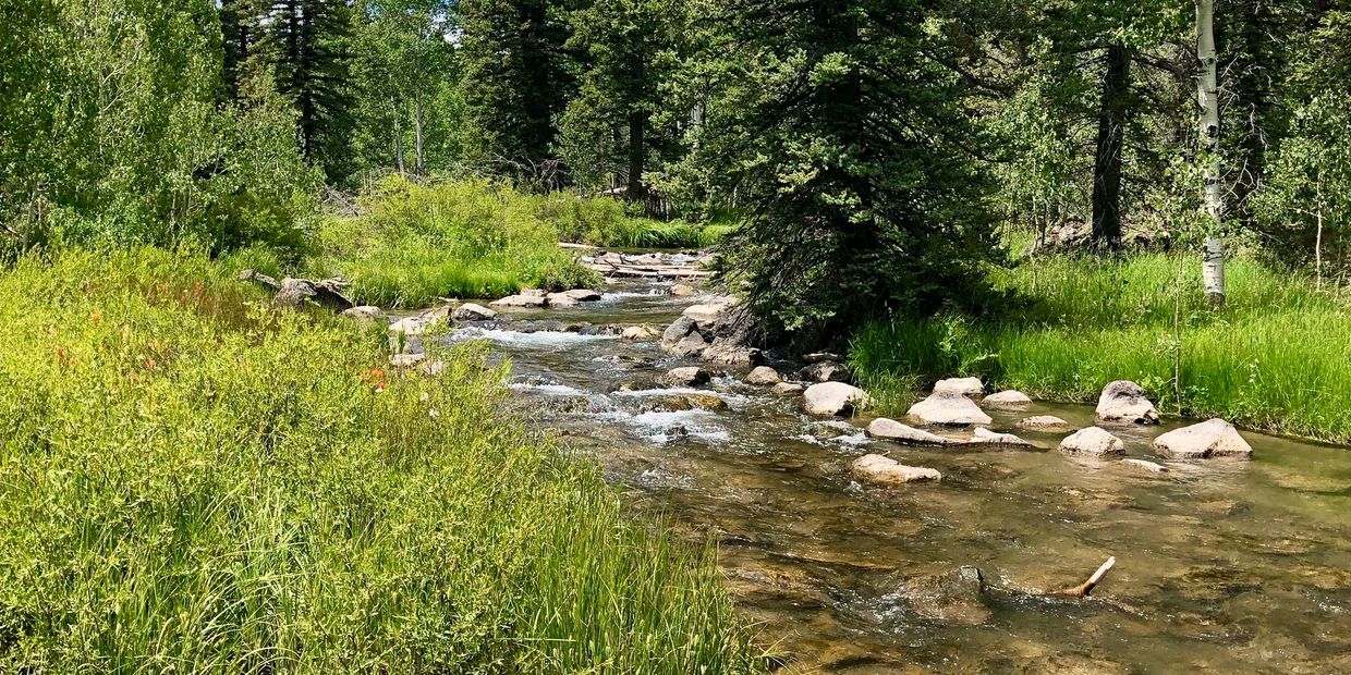 A clear stream flows gently through a lush green forest with rocks and trees.