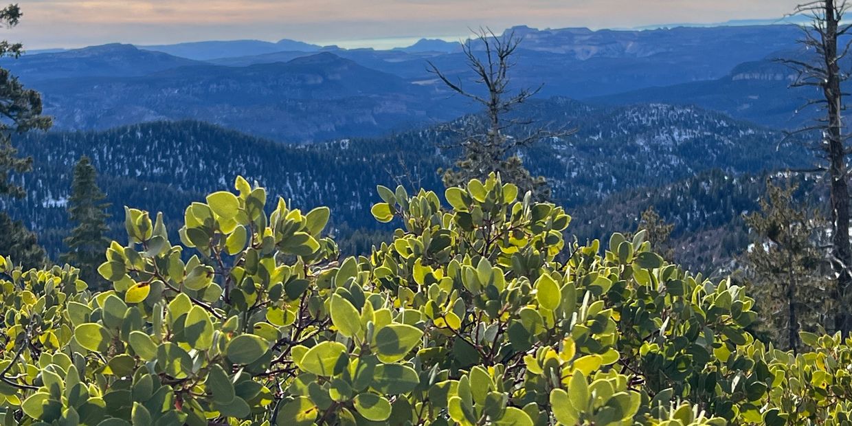 Green foliage with distant blue mountains under a cloudy sky.