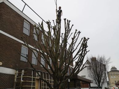 Tree pollard