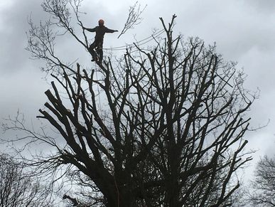 Tree crown reduction