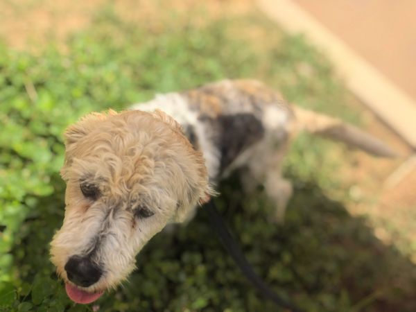 Curly-haired dog on leash exploring green grass outside.