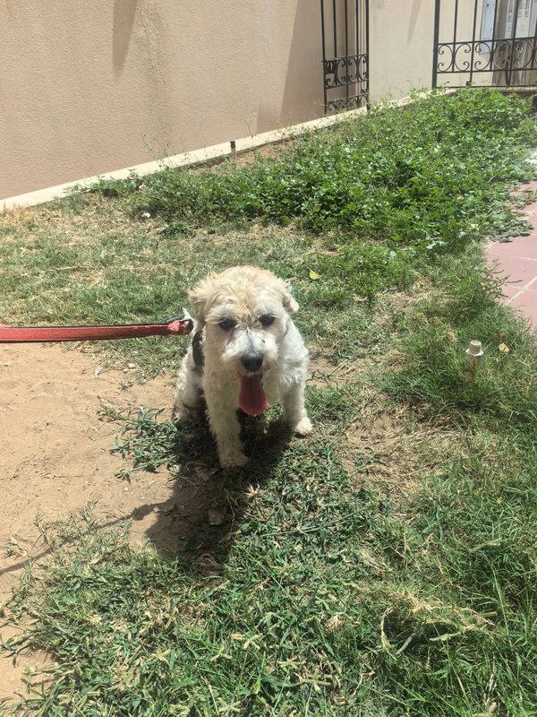 Small dog on a leash panting in a grassy yard on a sunny day.