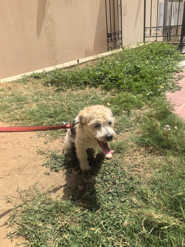 A small dog panting while sitting on grass in a sunny garden.