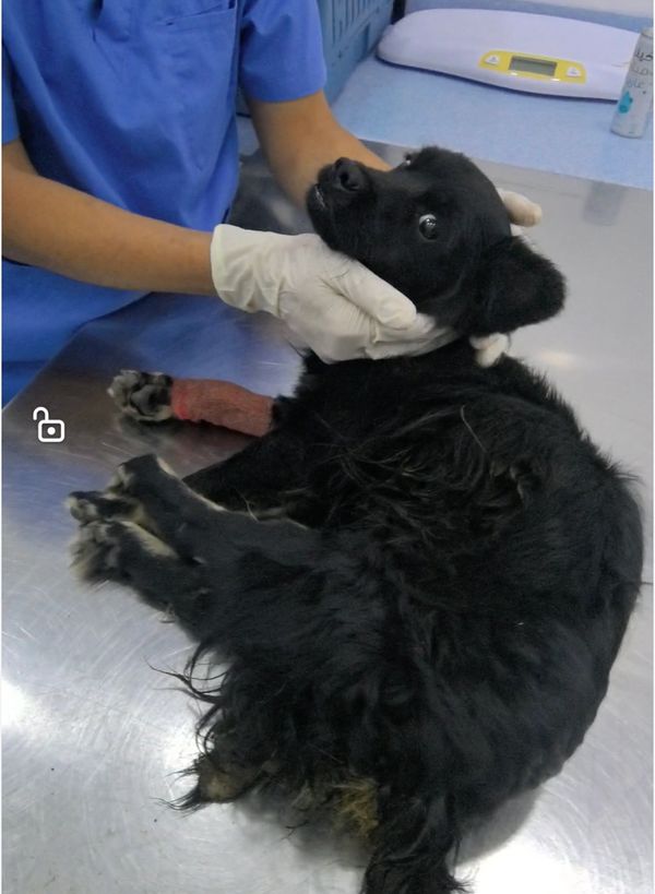 A black dog with a bandaged leg is examined by a vet wearing gloves.