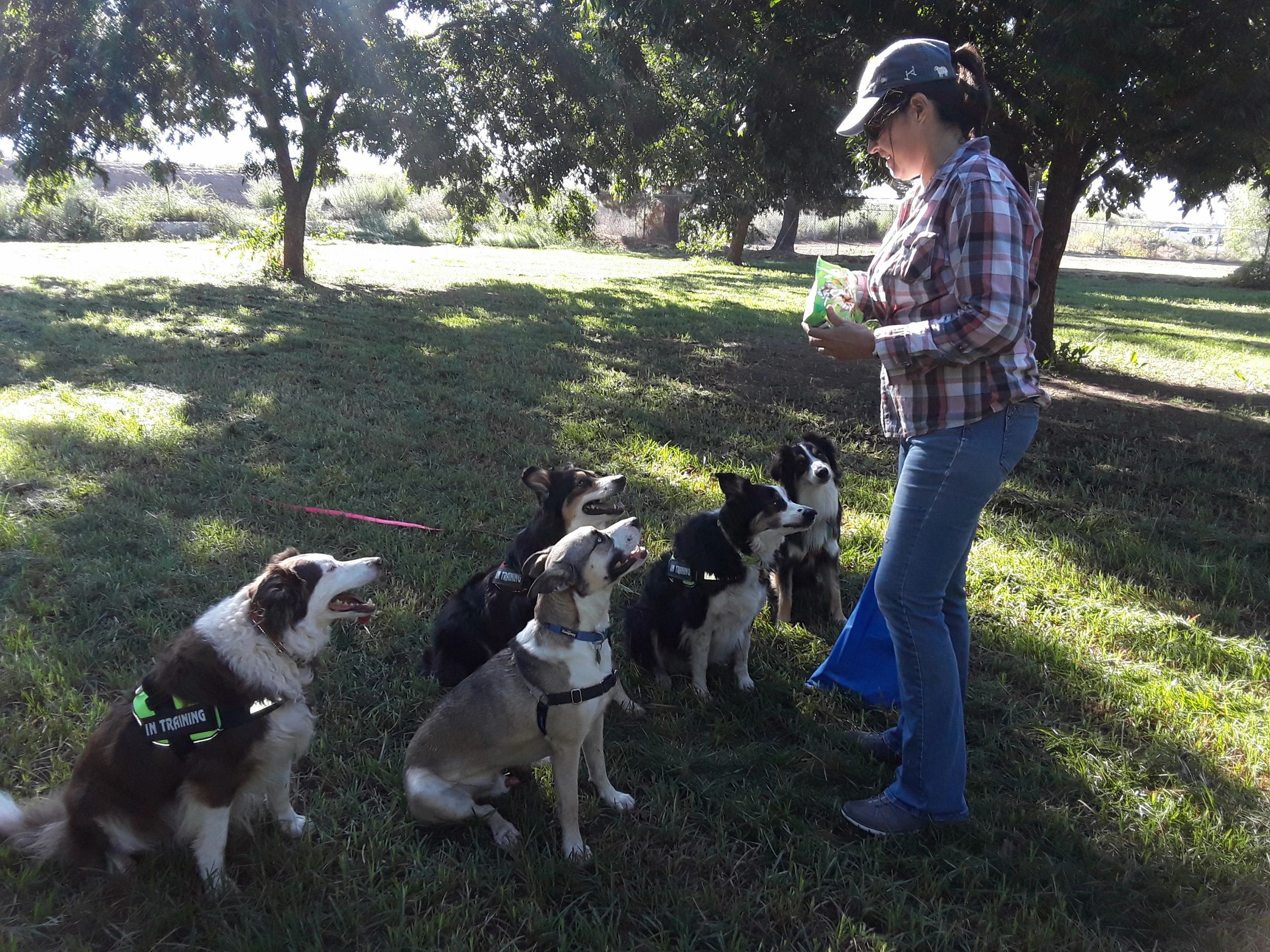 Practicing some sit stays on a Fit Dog Club walk