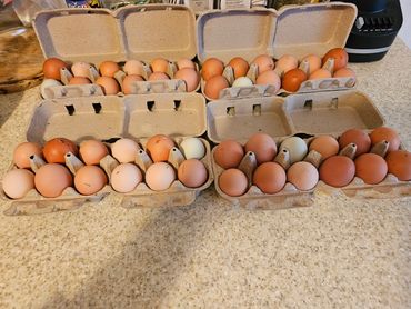 Several cartons filled with various shades of brown and a few green eggs on a kitchen counter.