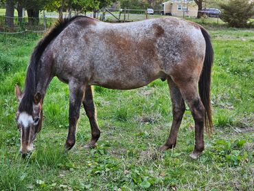 A brown and gray horse grazing in a green field.