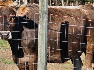 A brown cow with short horns standing behind a wire fence in a farm.