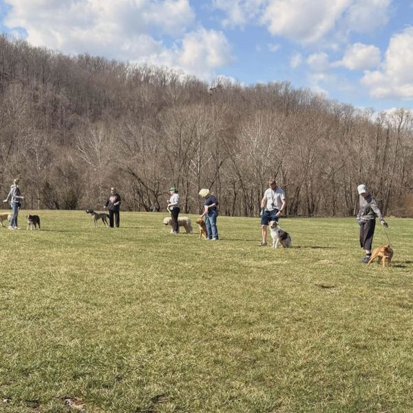 Group of people training dogs in a park.