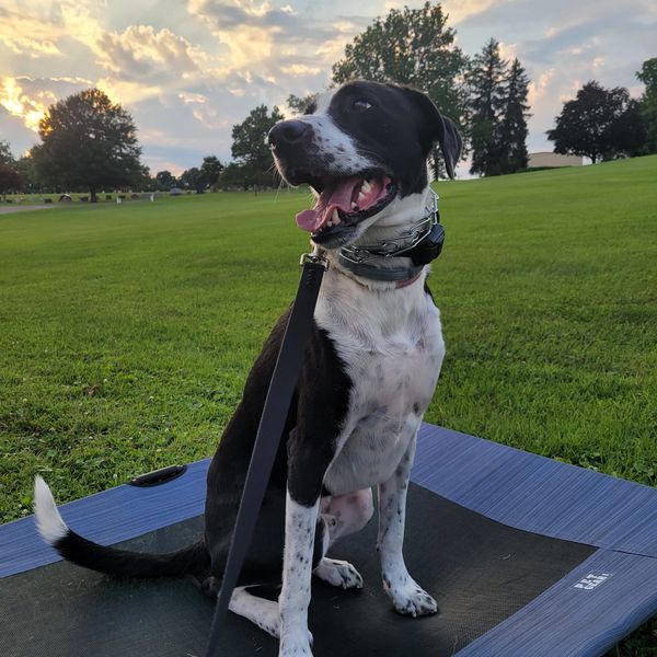 Black and white dog sitting on a mat outdoors at sunset.