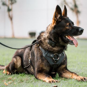 Dog receiving praise from trainer after learning a command