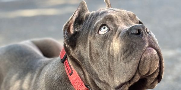 Owner and trainer working with dog during a private group combo dog training session