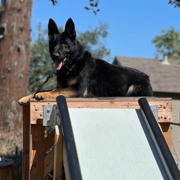 Smiling dog enjoying training success