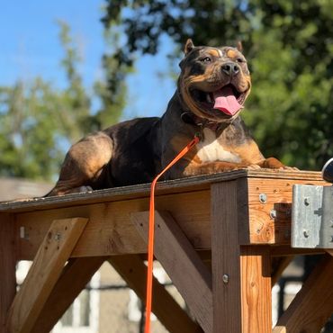 Dog receiving praise from trainer after learning a command