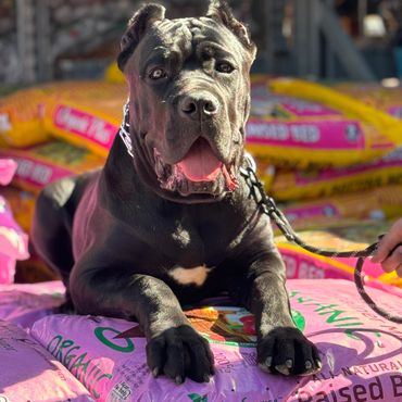 A dog receiving praise from its trainer after learning a command