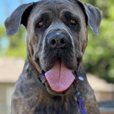 Smiling dog enjoying training success