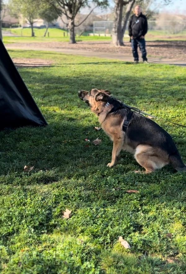 Dog on outdoor training adventure in Northern California with professional trainer