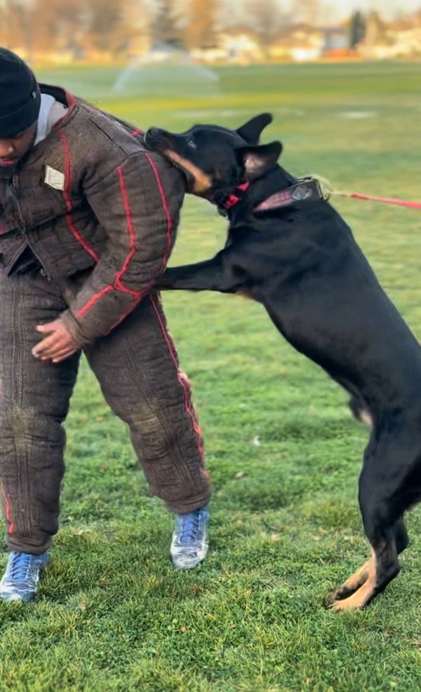Advanced handler course with trainer and working dog practicing control skills