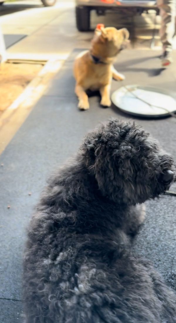Owner and trainer working with dog during a private group combo dog training session