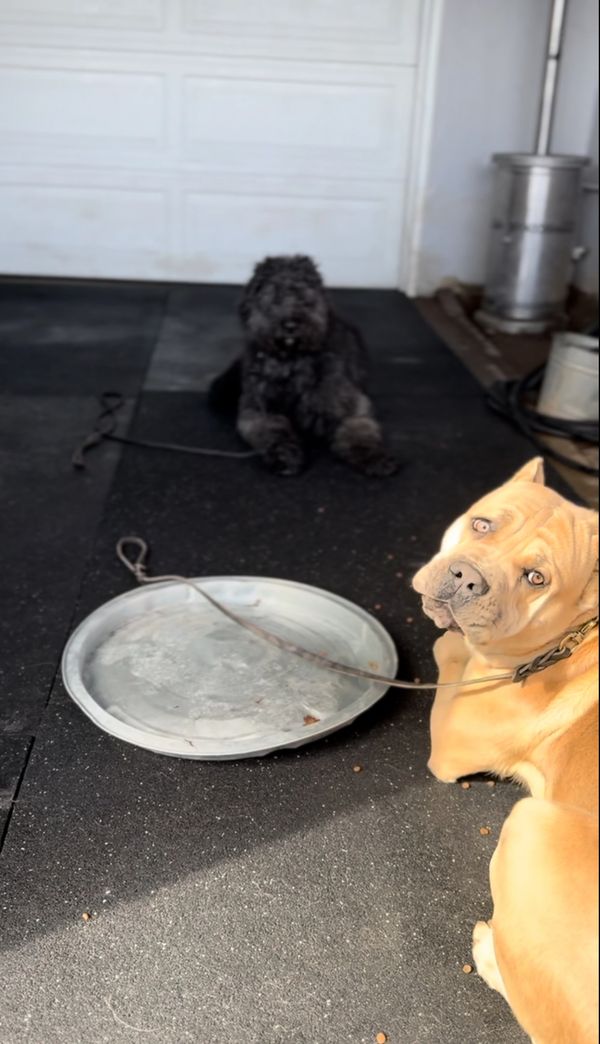 Board and train facility—dogs in structured indoor environment