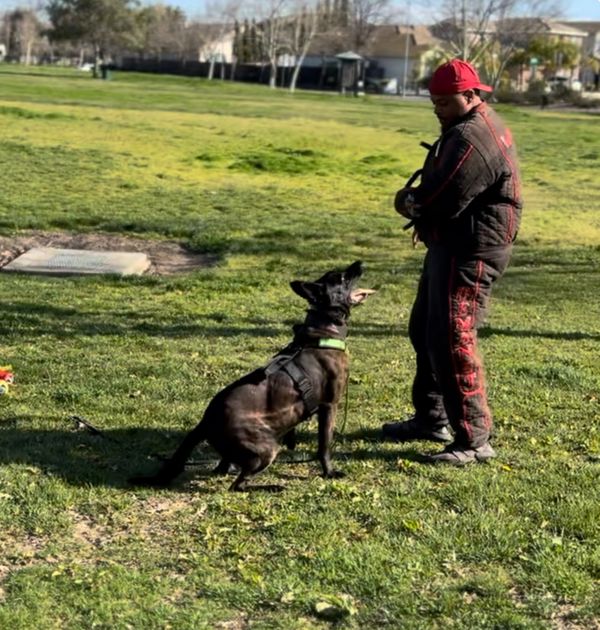 Advanced handler course with trainer and working dog practicing control skills