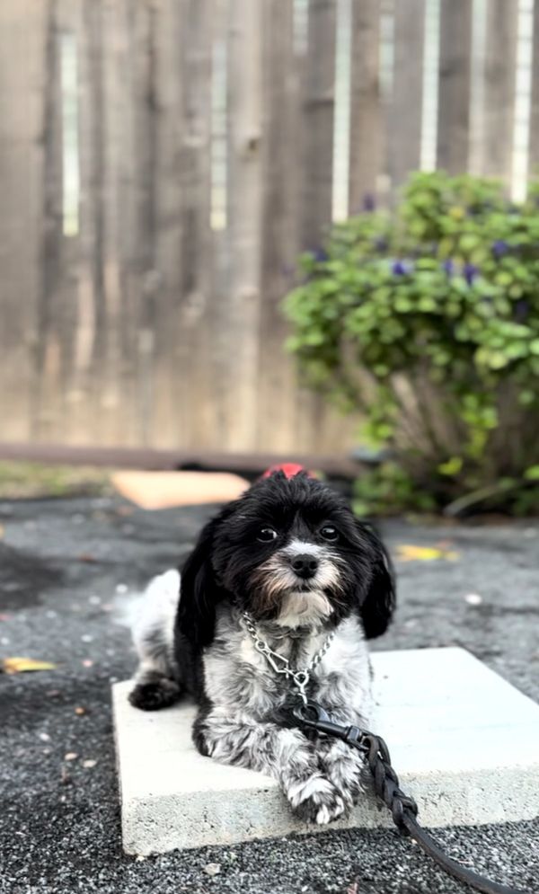 Trainer delivering in‑home private obedience lesson with dog and owner
