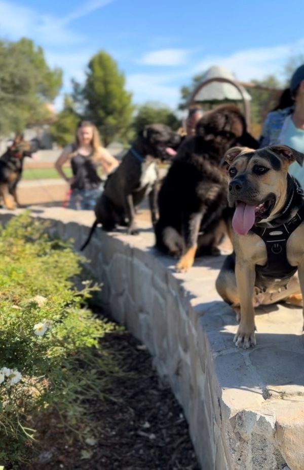 Dogs and trainers in a structured group obedience class session