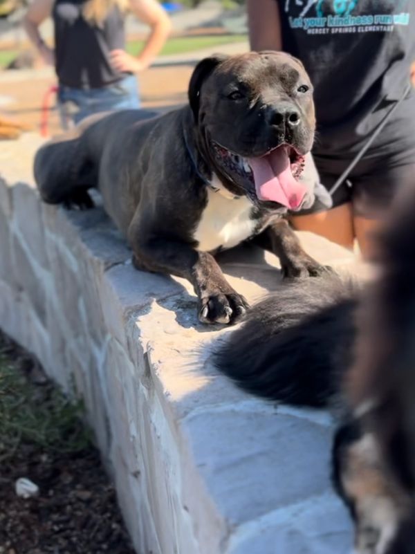 Dogs and trainers in a structured group obedience class session