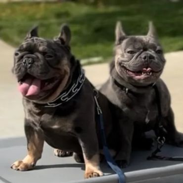 Dog confidently interacting in group class